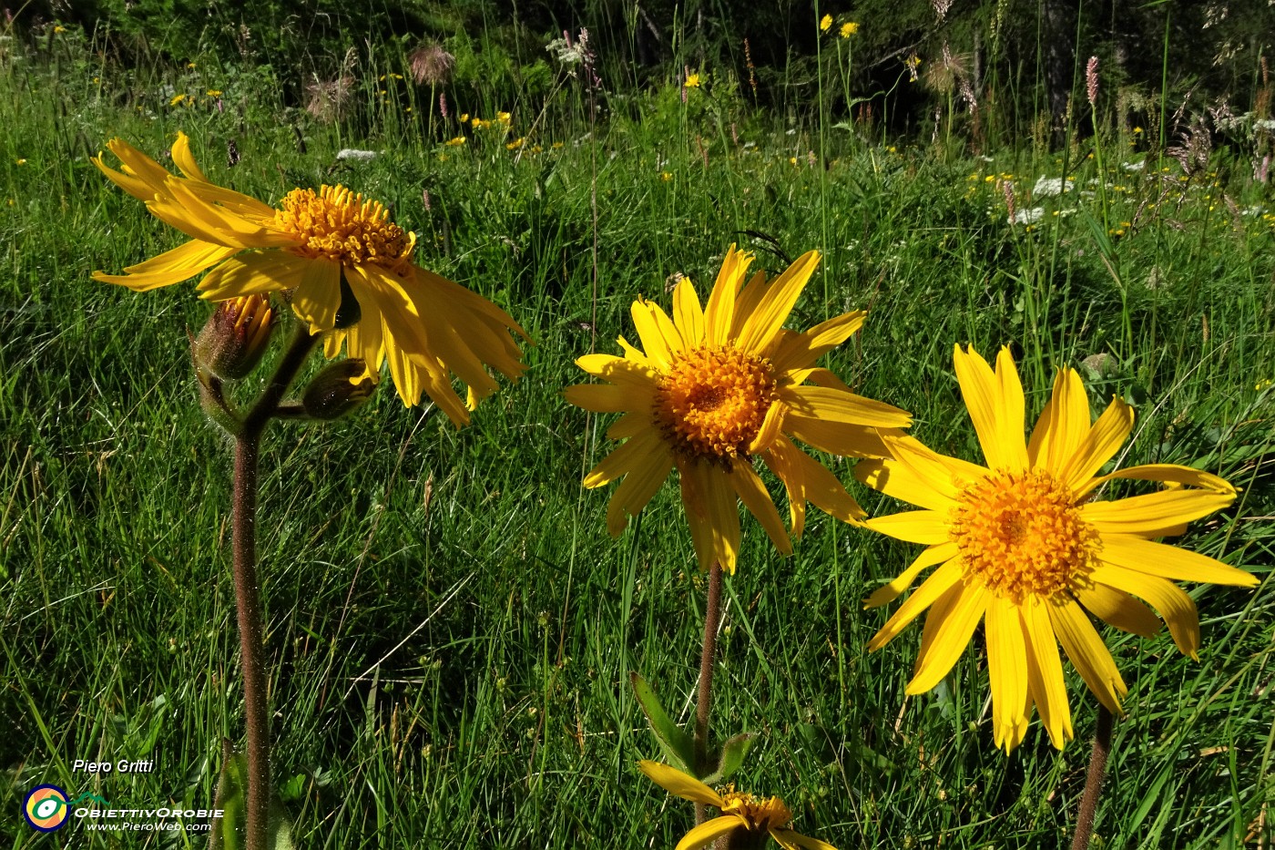 24 Giallo splendente dell'arnica montana.JPG